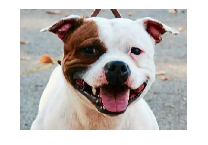 Happy White and Brown Dog