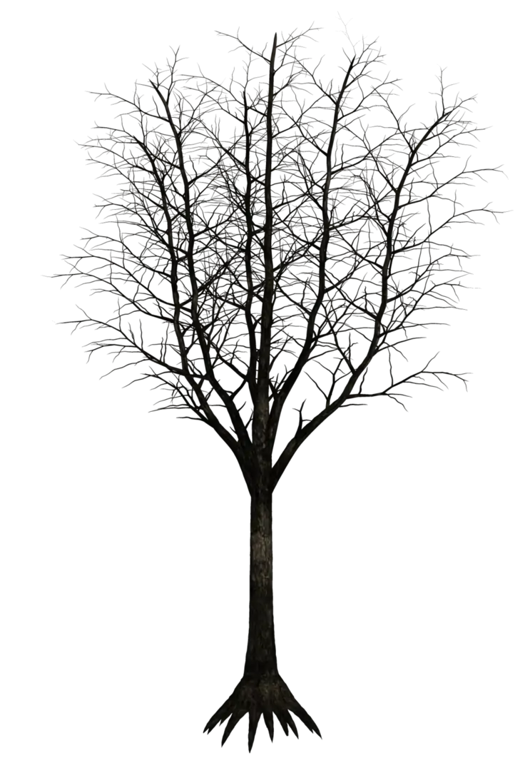 Leafless Winter Tree Silhouette