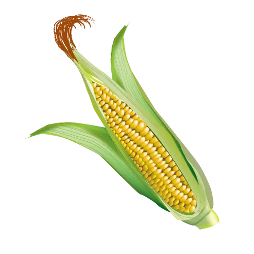 Fresh Corn on the Cob
