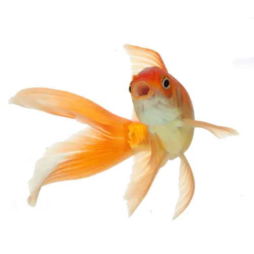Orange Goldfish Illustration with Flowing Fins