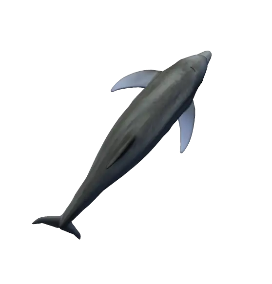 Dolphin Swimming Illustration in Aquatic Habitat
