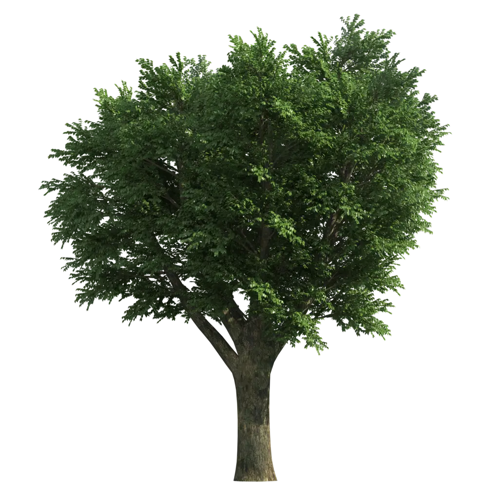 Lush Green Tree Illustration with Foliage