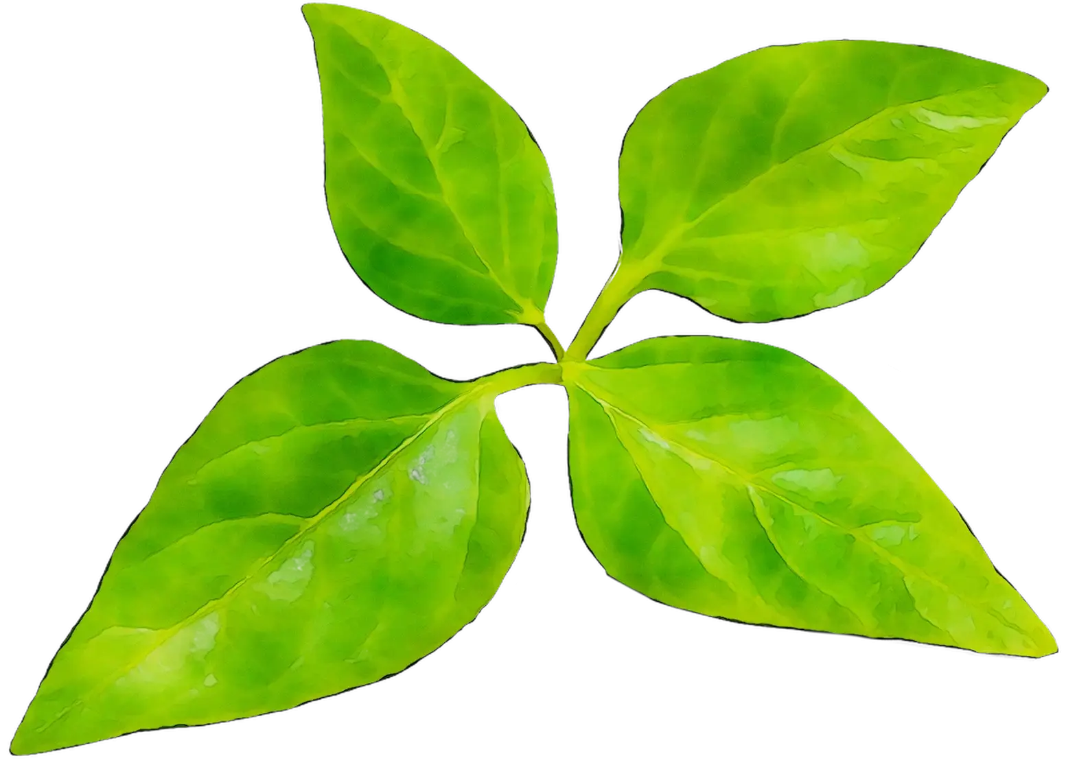 Green Leaf Botanical Design