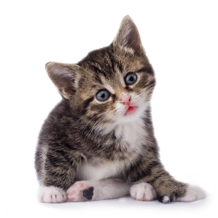 Cute Kitten Sitting
