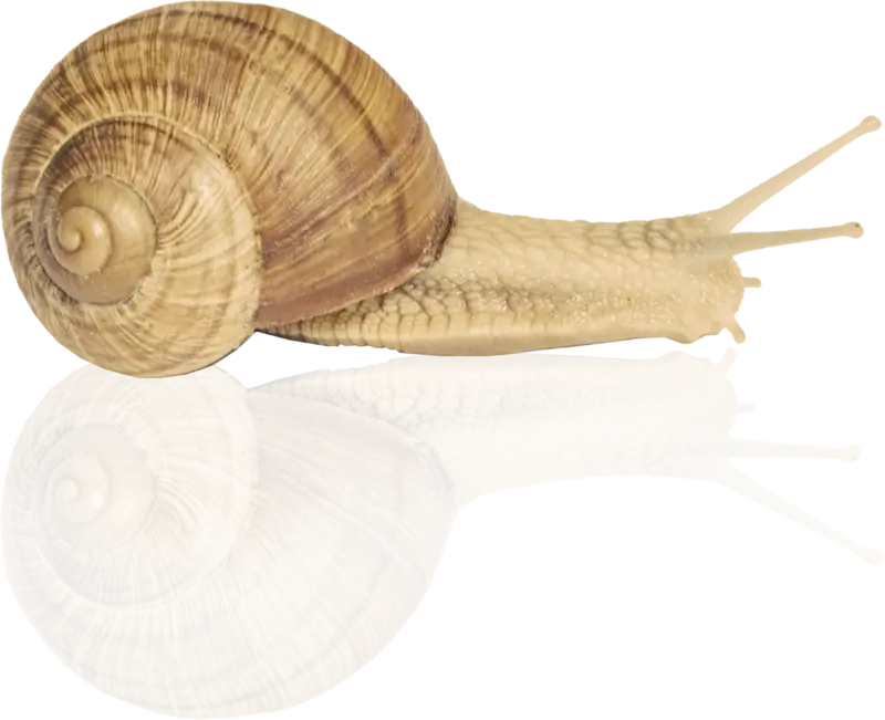 Snail with Spiral Shell