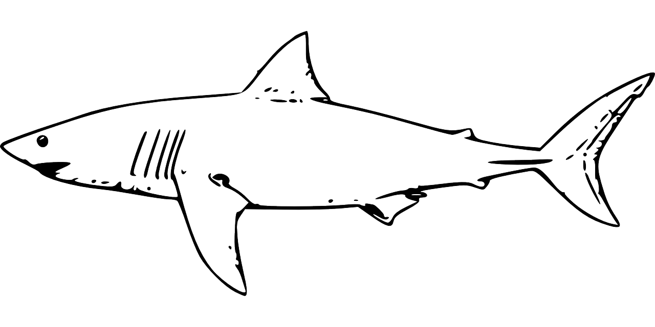 Shark Sketch Illustration
