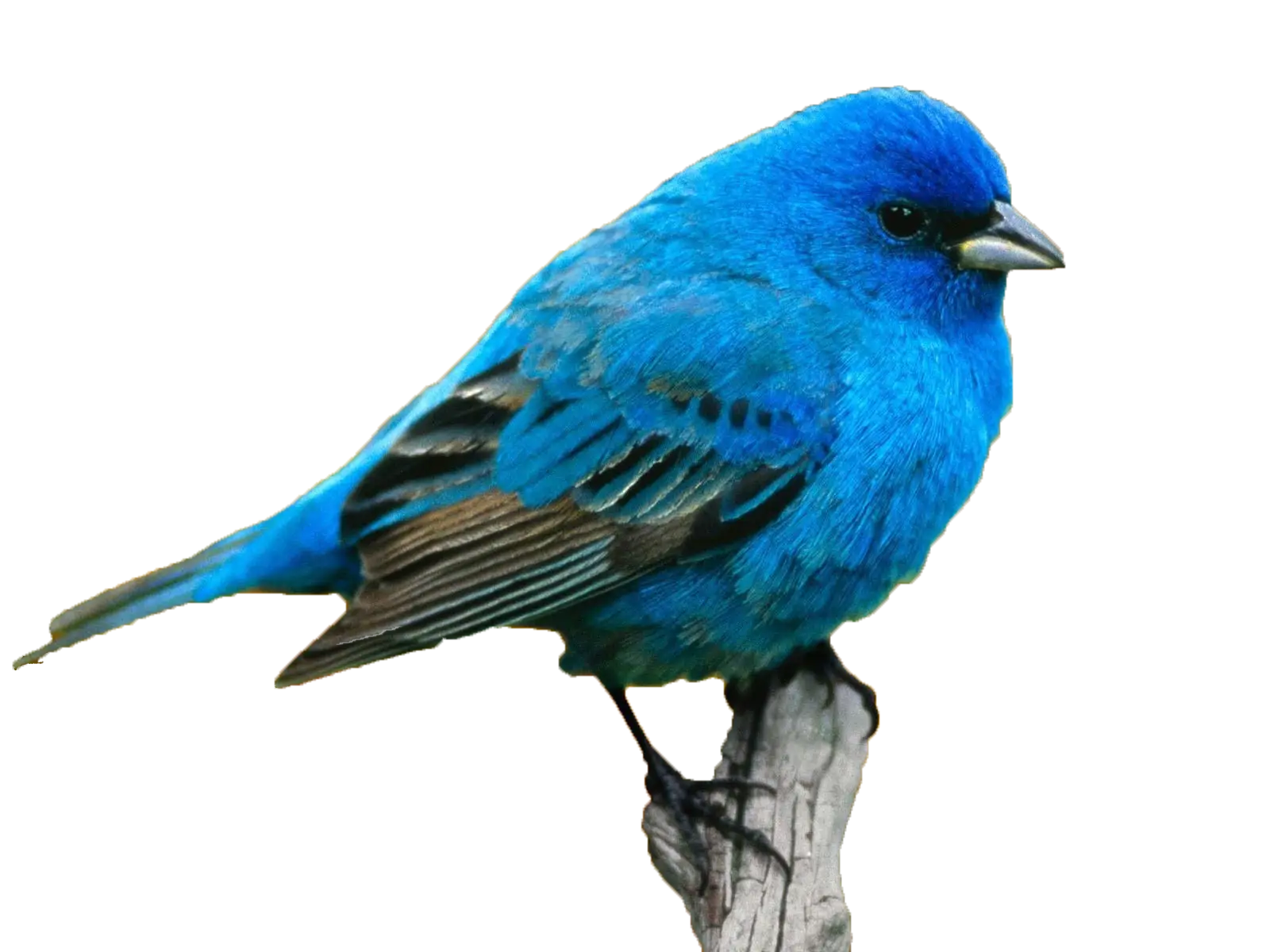 Blue Songbird Perched on a Branch