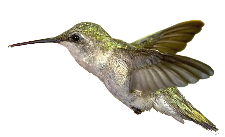 Flying Hummingbird with Green Feathers