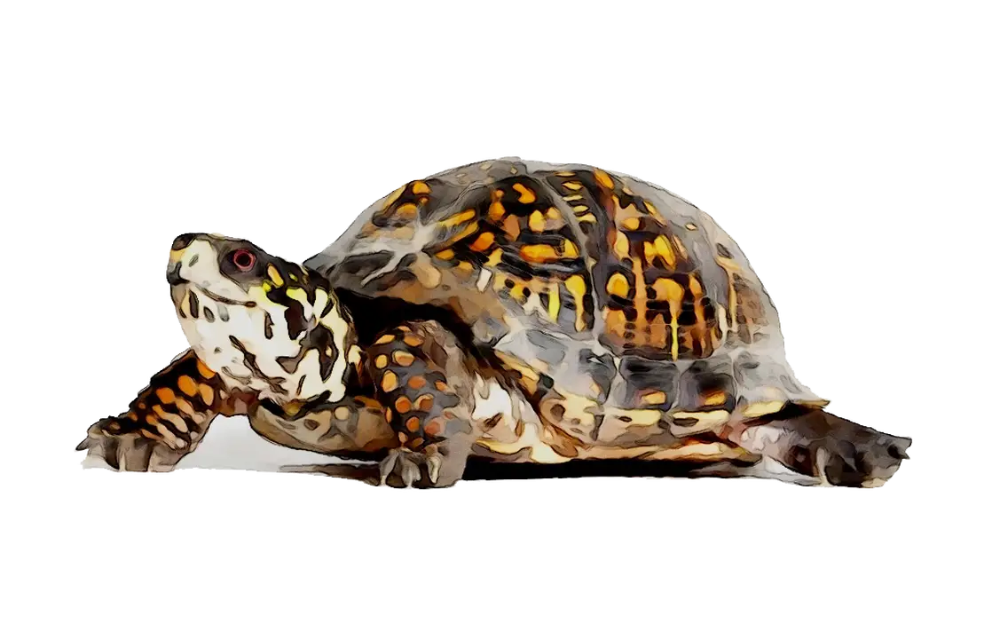 Realistic Painted Illustration of a Turtle