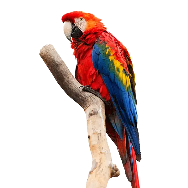 Vibrant Macaw Parrot on Perch Illustration