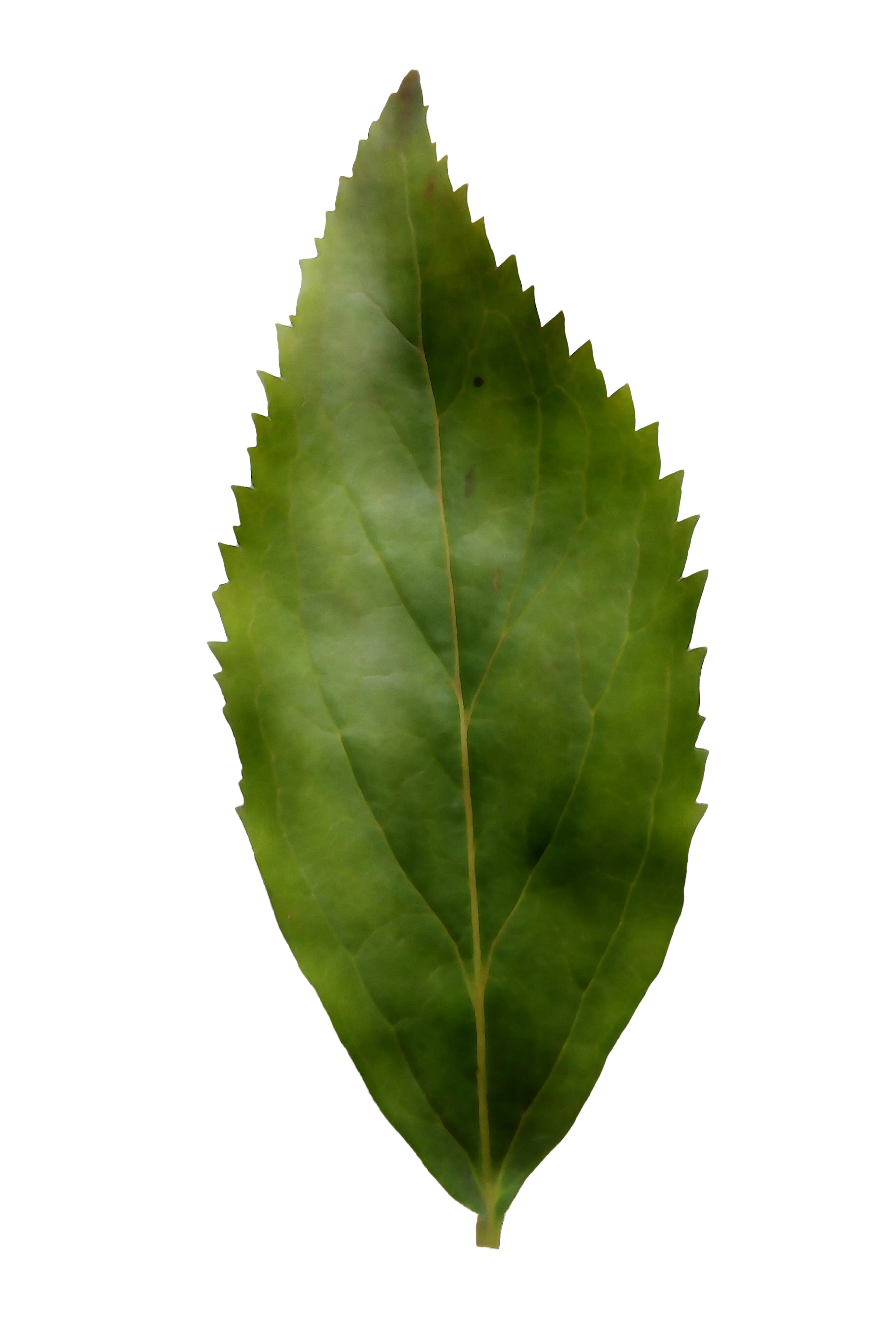 Detailed Green Leaf Illustration