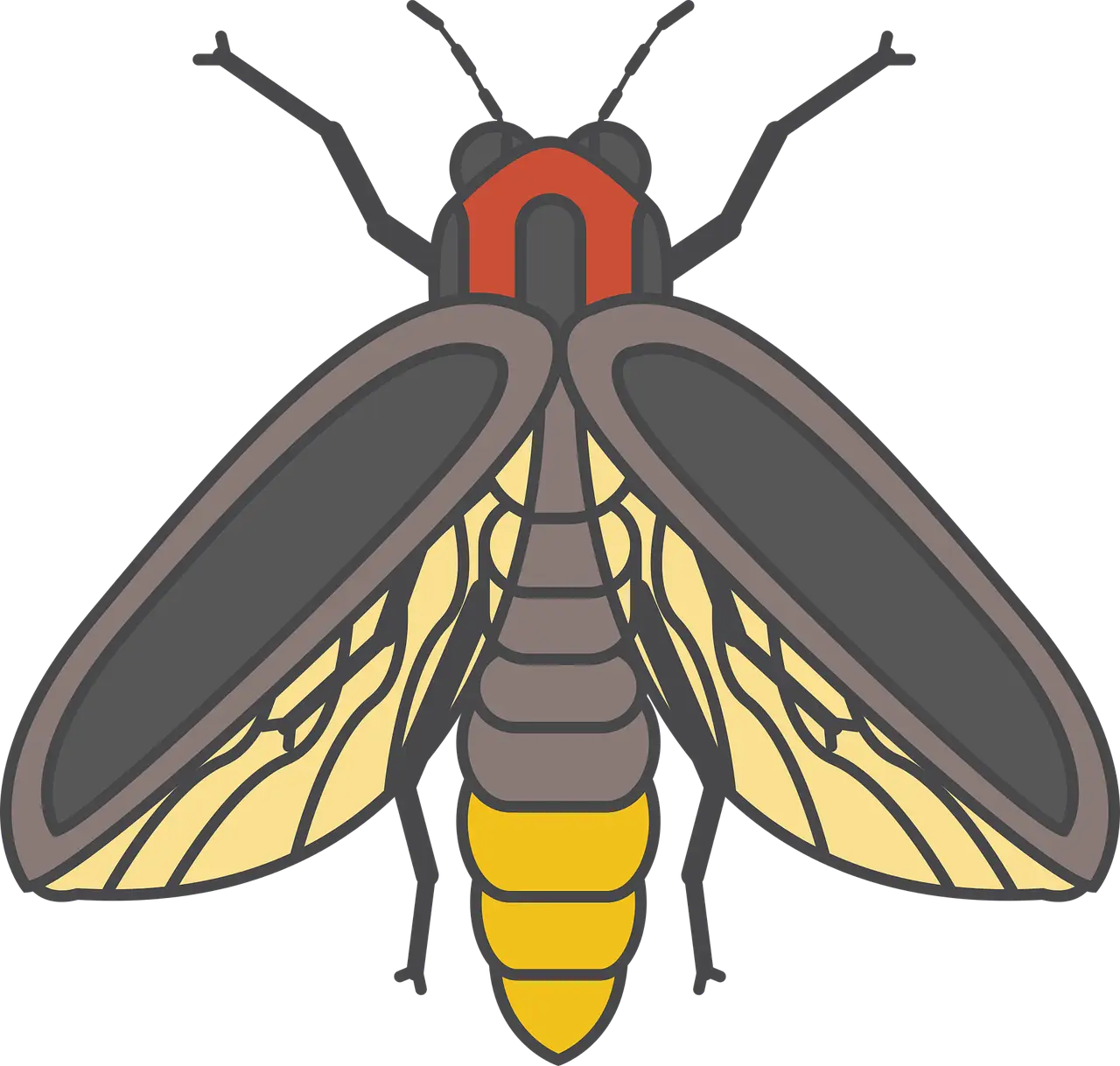 Insect Illustration