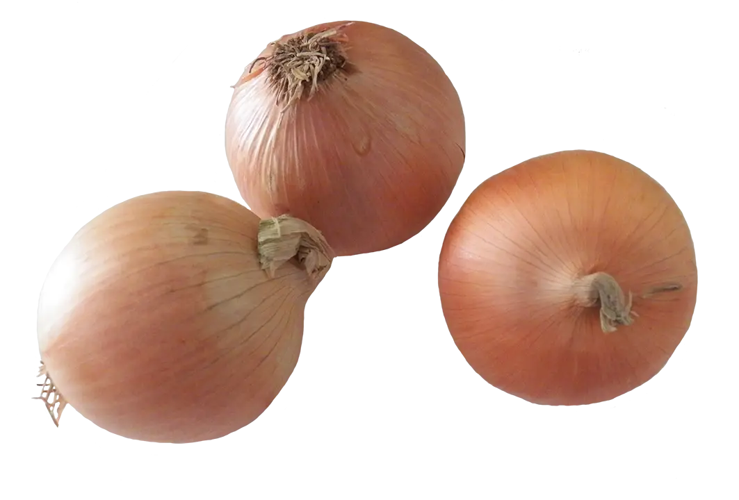 Three Fresh Brown Onions