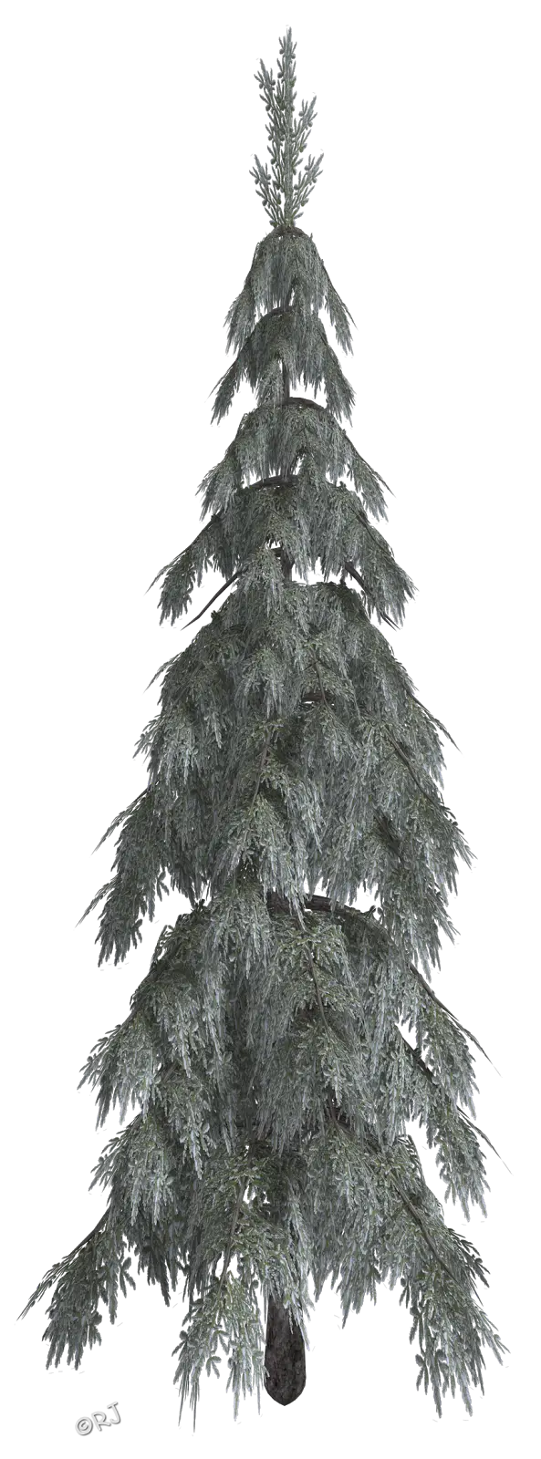 Tall Evergreen Tree Illustration