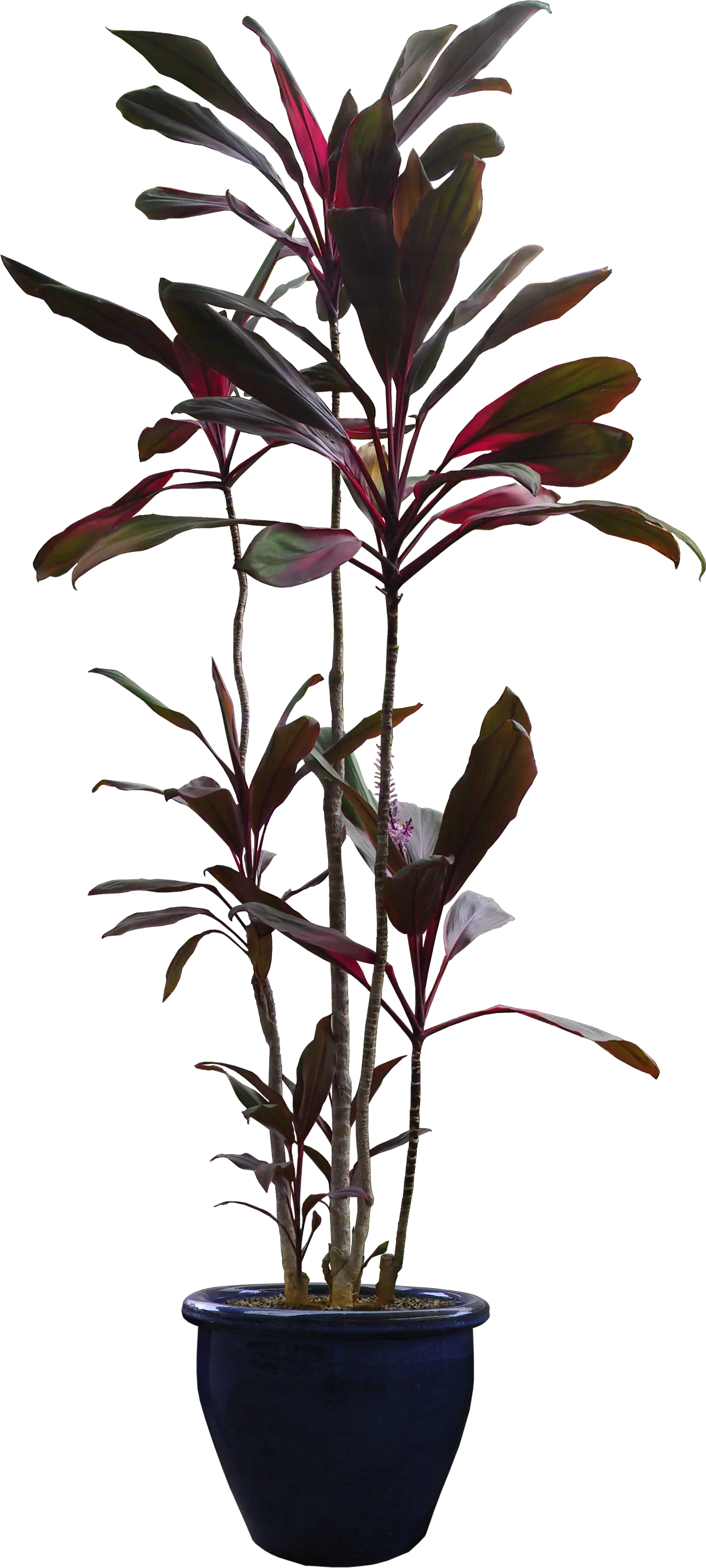 Potted Plant with Dark Leaves