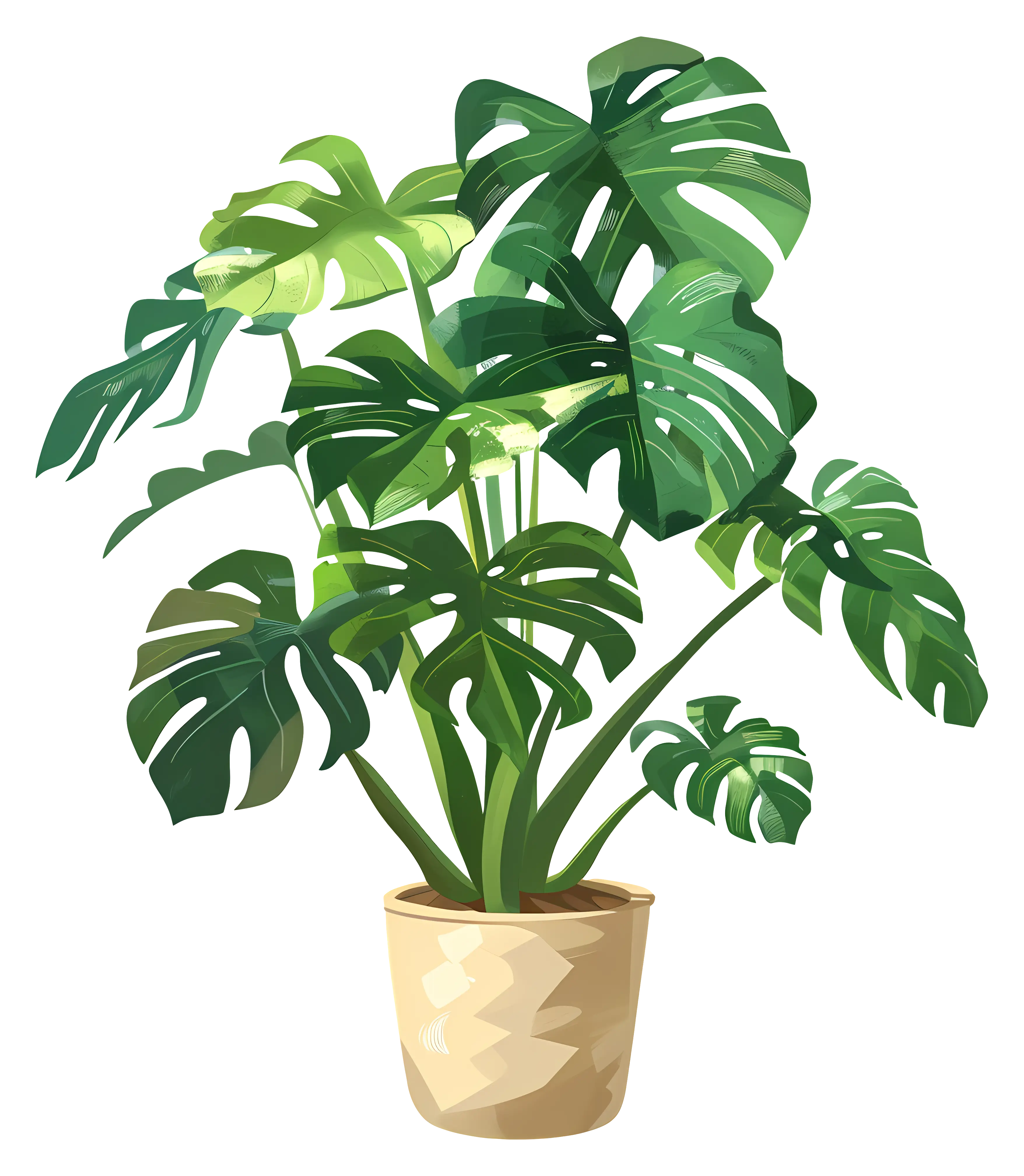 Monstera Plant in a Decorative Pot