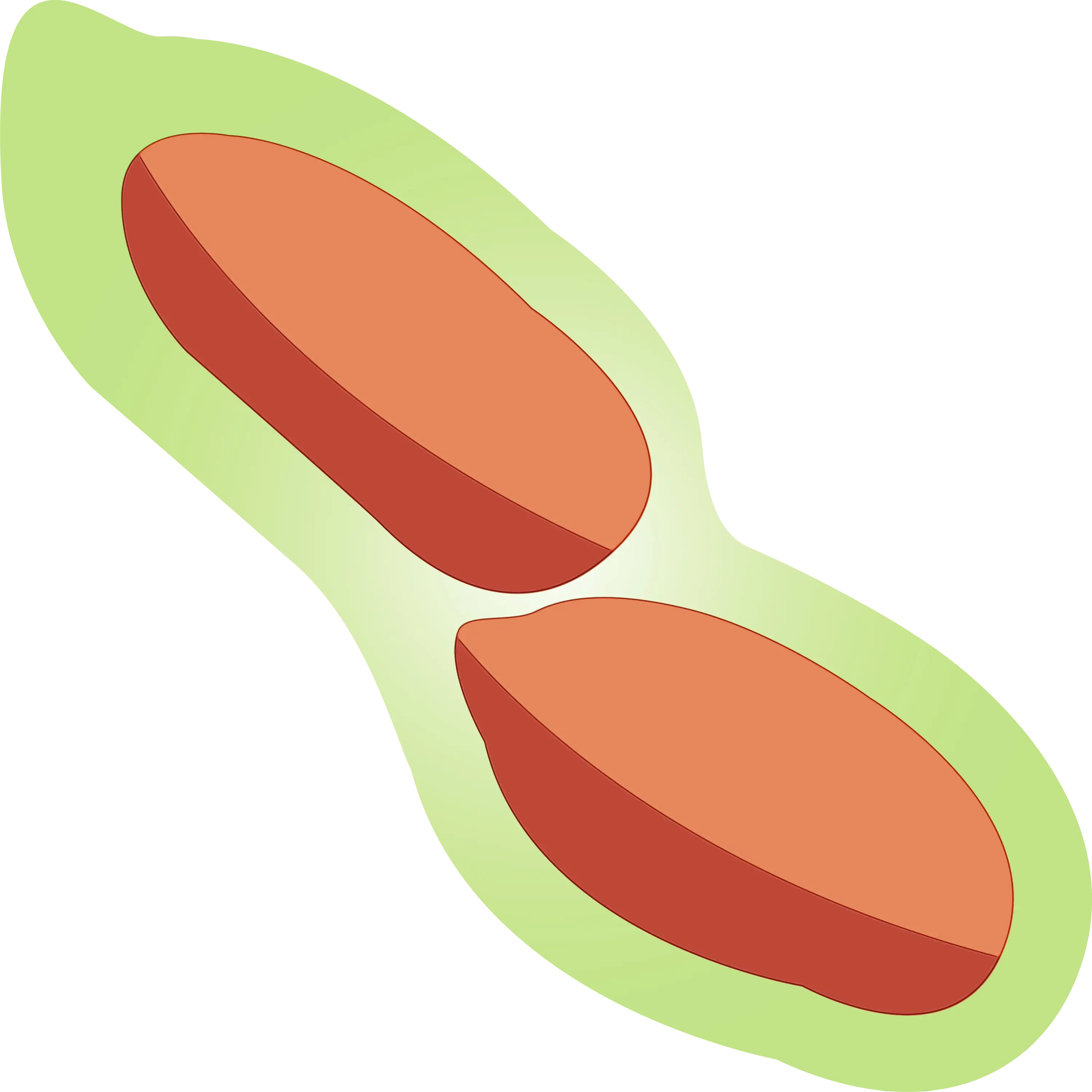 Peanut Illustration in Shell