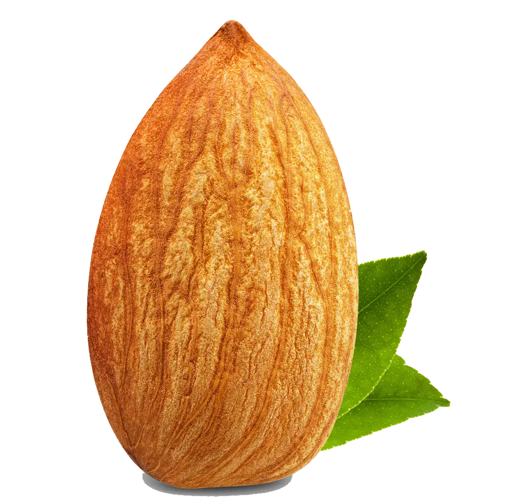 Whole Almond with Leaves
