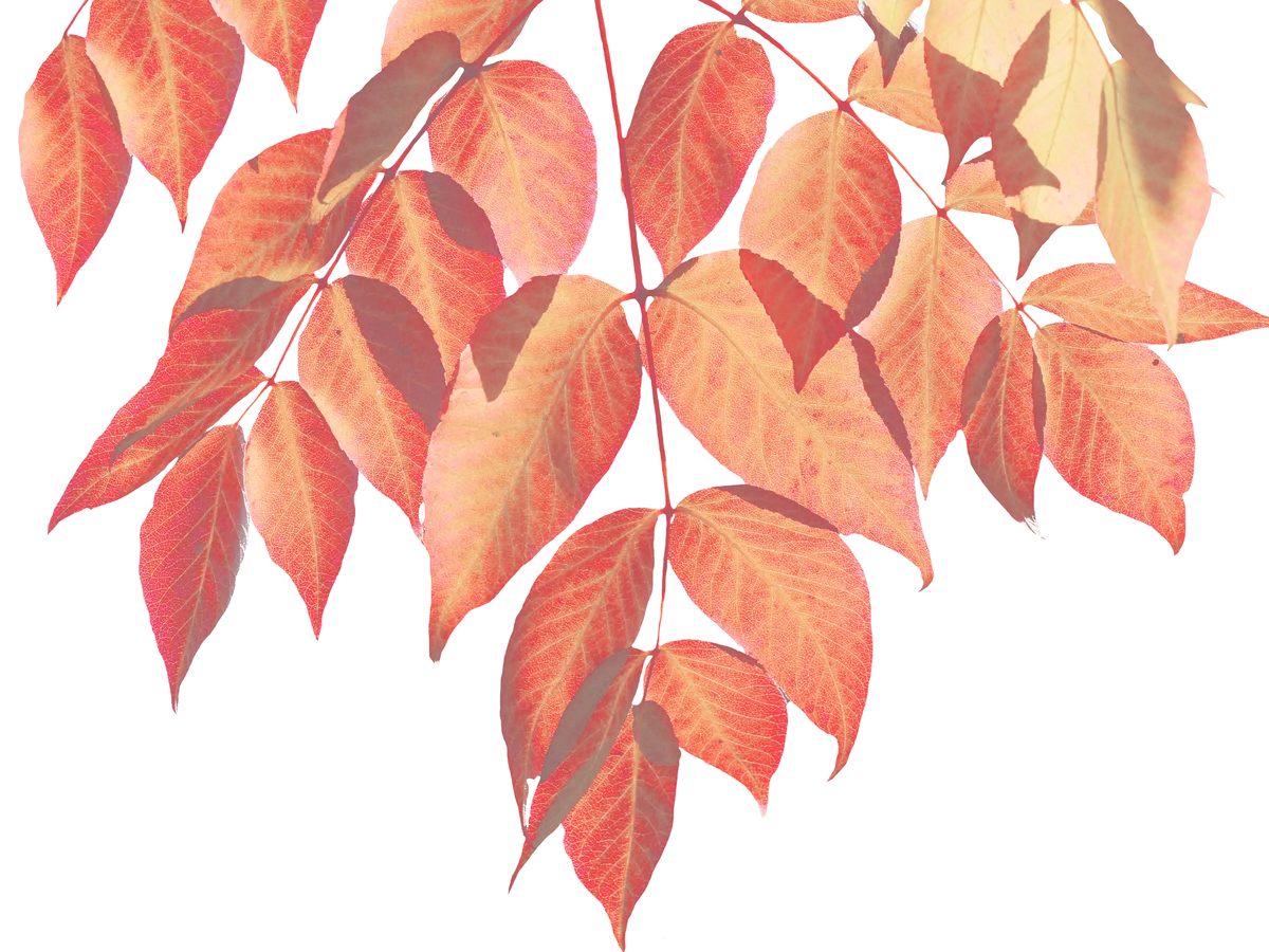 Autumn Leaves on Branch