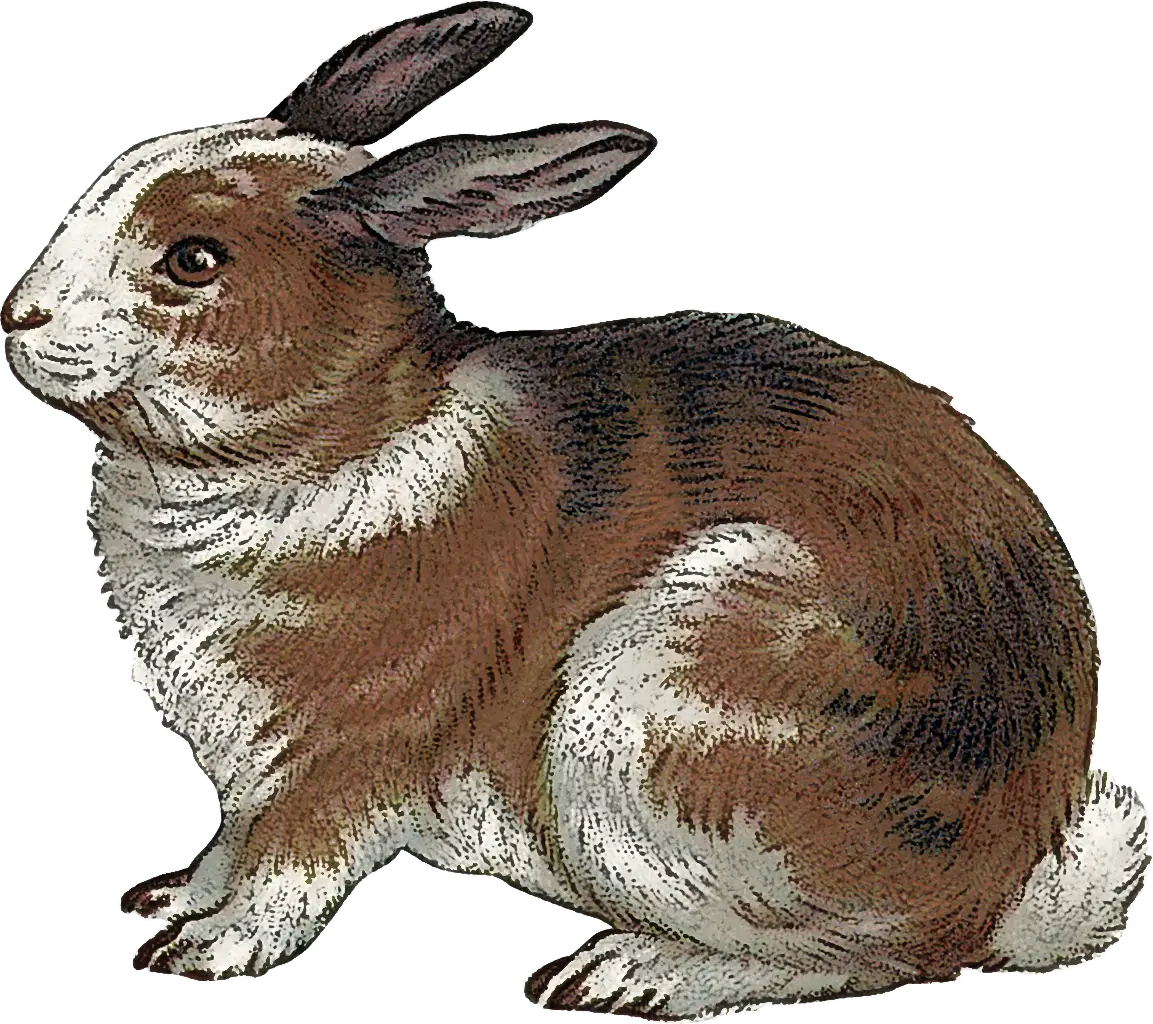 Brown Rabbit Animal Illustration