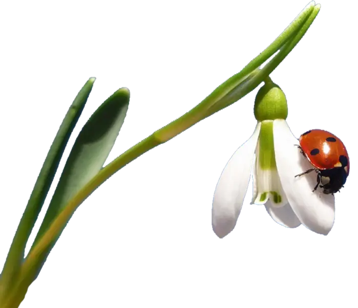 Ladybug on a White Flower