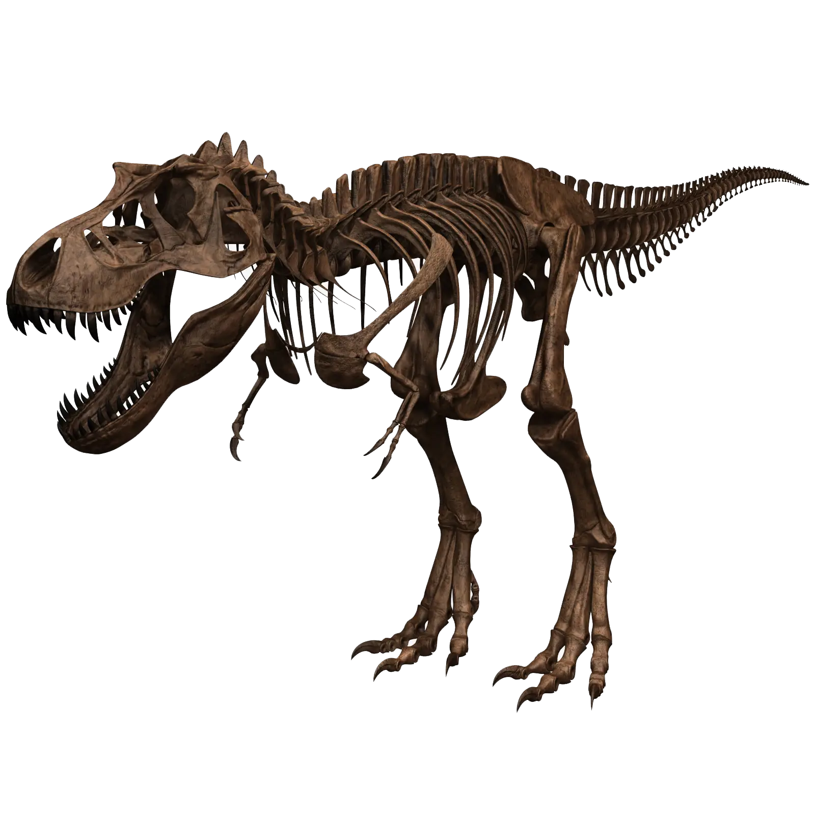 Tyrannosaurus Rex Skeleton