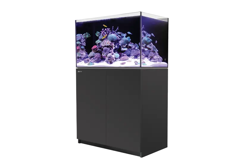 Modern Aquarium with Aquatic Decor Setup