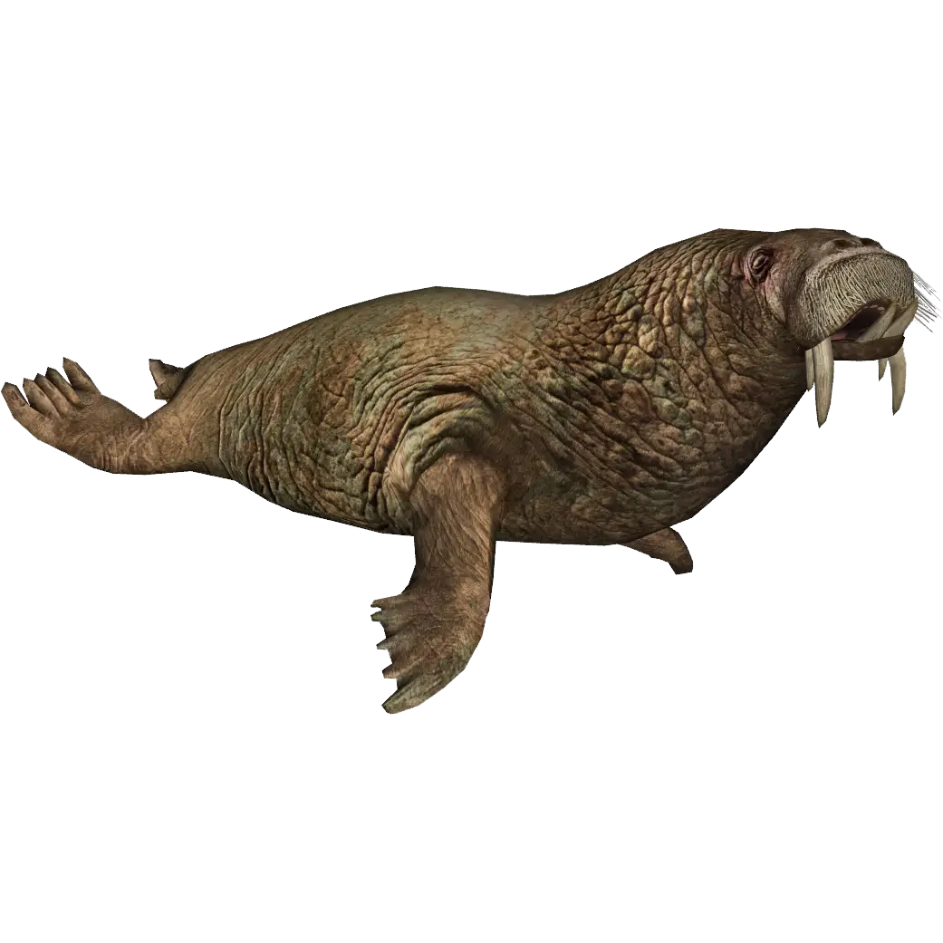 Realistic Walrus Illustration