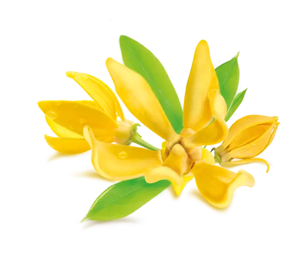 Yellow Ylang-Ylang Flower Illustration