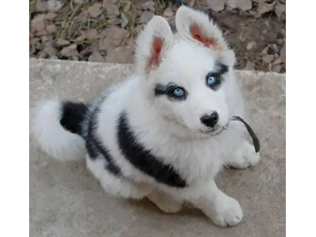 Adorable Husky Puppy