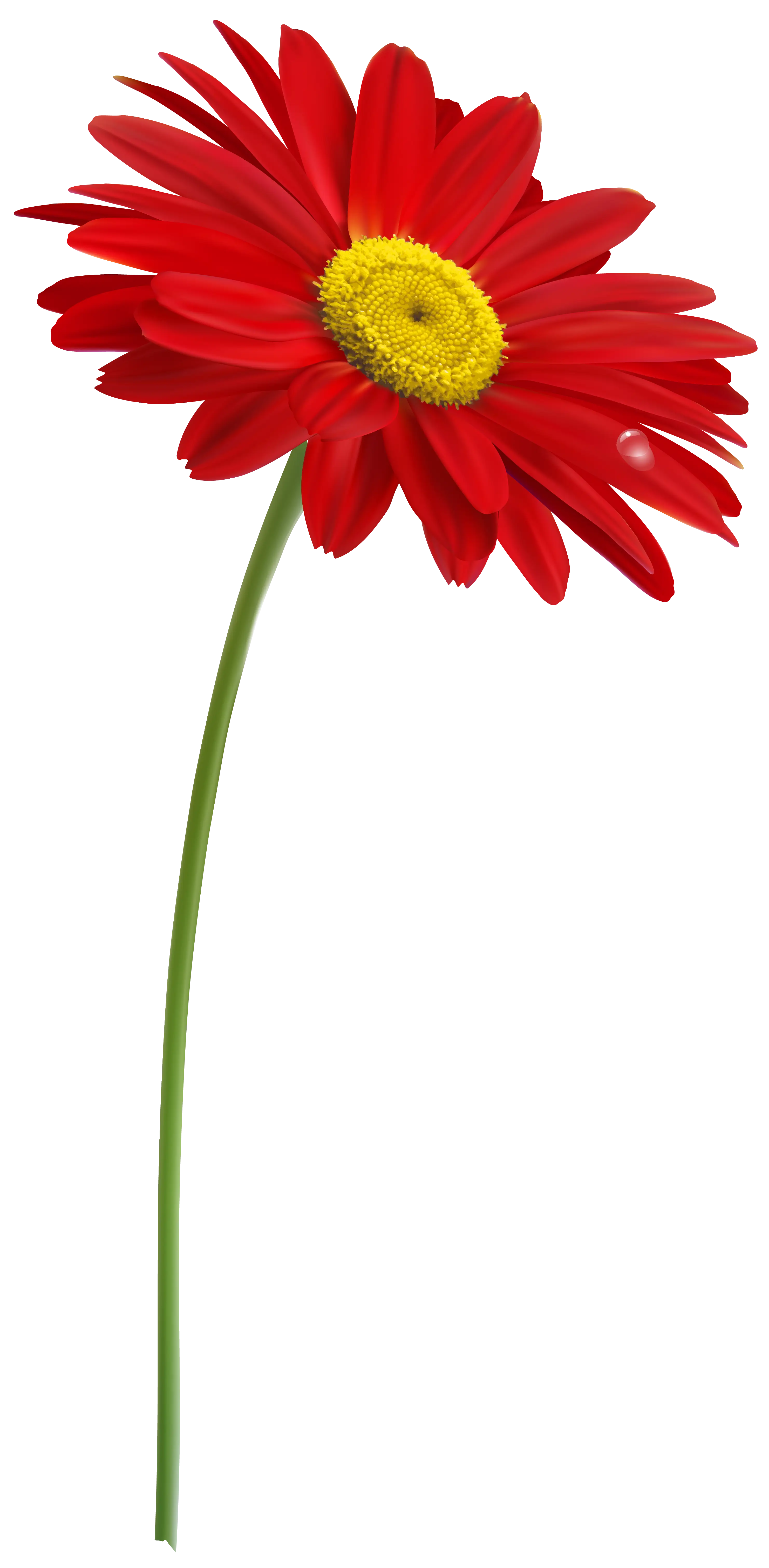 Red Daisy Flower with Yellow Center