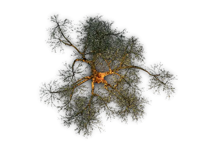 Tree with Extensive Branches