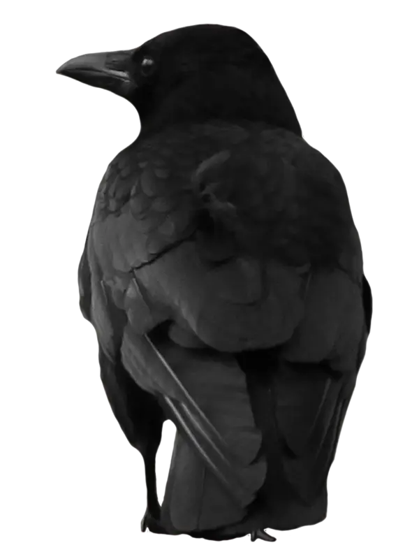 Black Crow