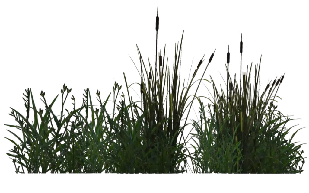 Cattails in Marshland
