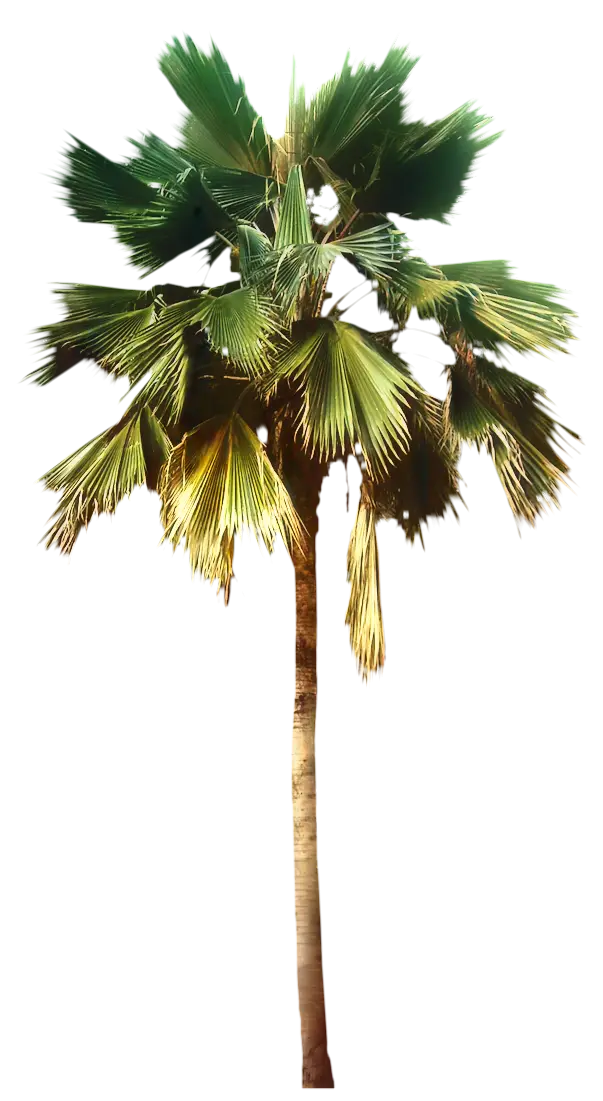 Tropical Palm Tree with Lush Green Leaves