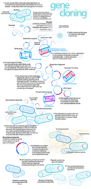 Gene Cloning Process Diagram