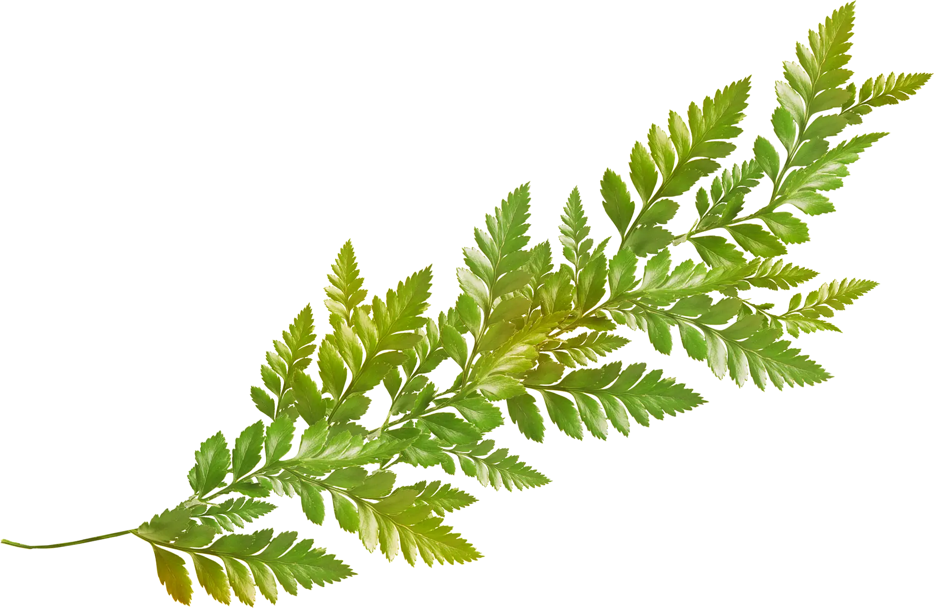 Green Fern Branch Illustration