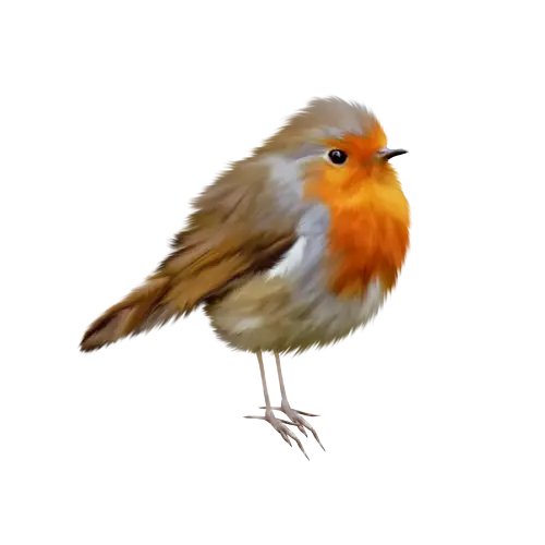 Realistic Robin Bird Illustration
