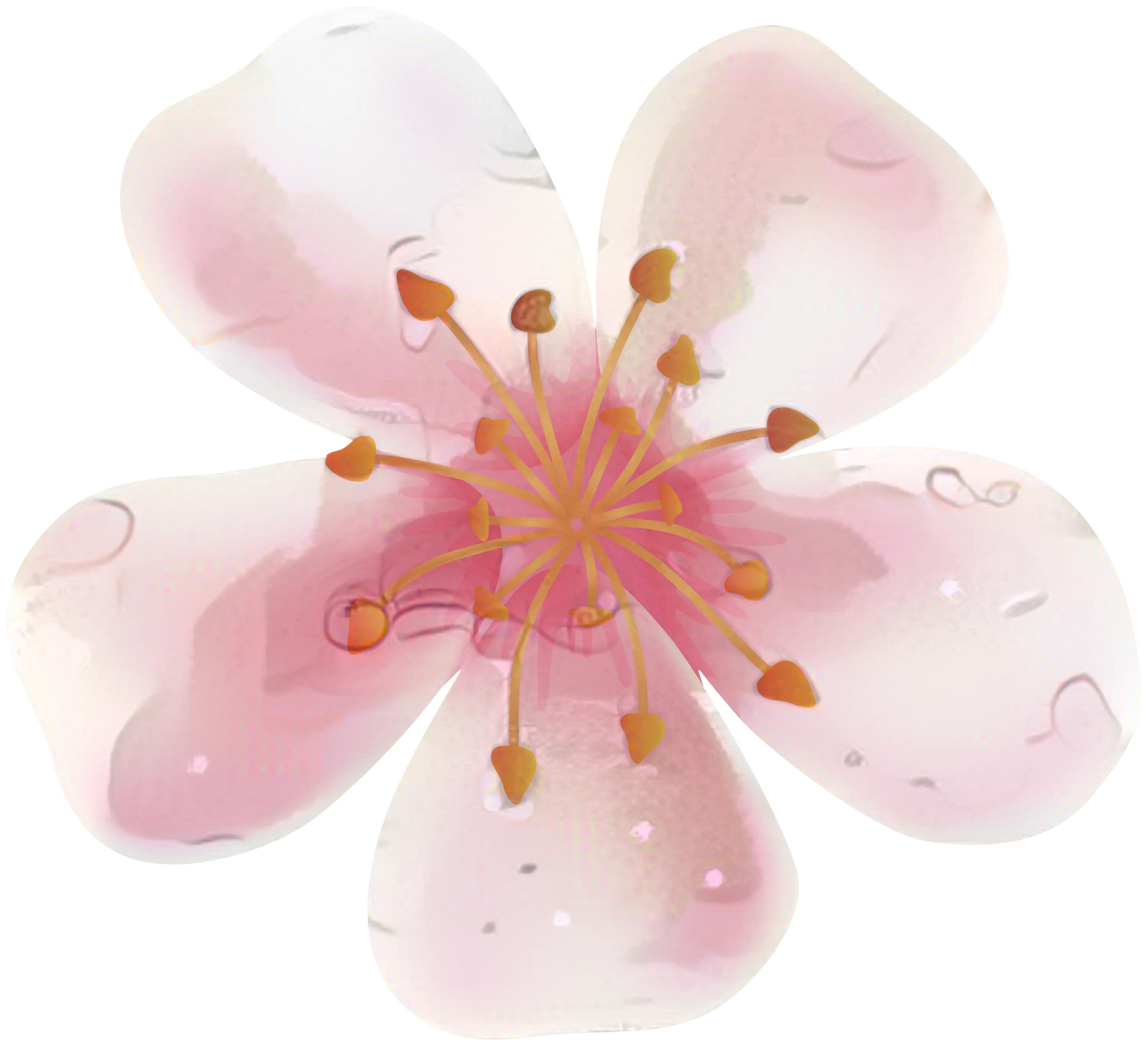 Pink Cherry Blossom Flower