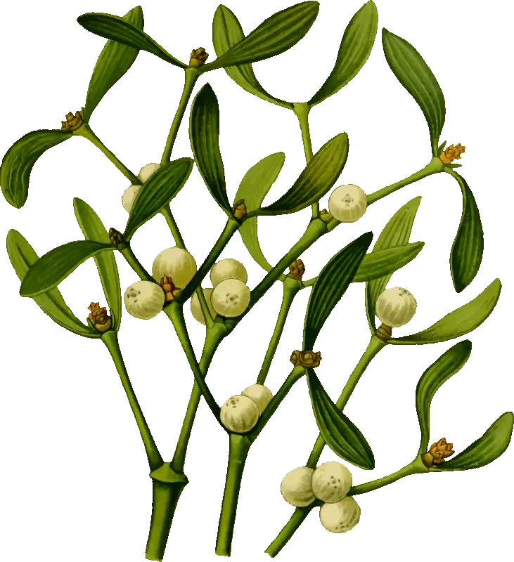 Mistletoe with Berries