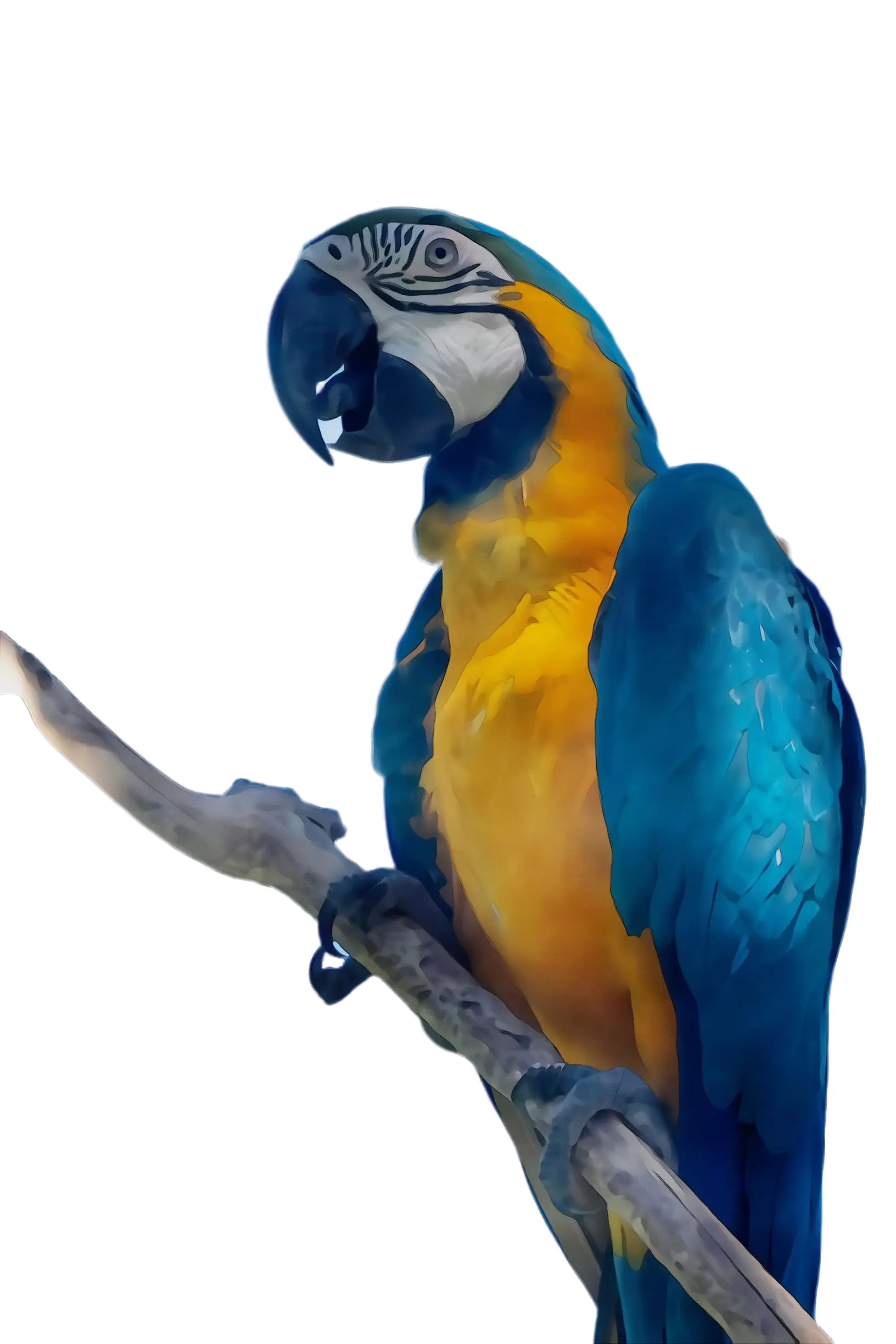 Blue and Yellow Macaw Parrot on Branch