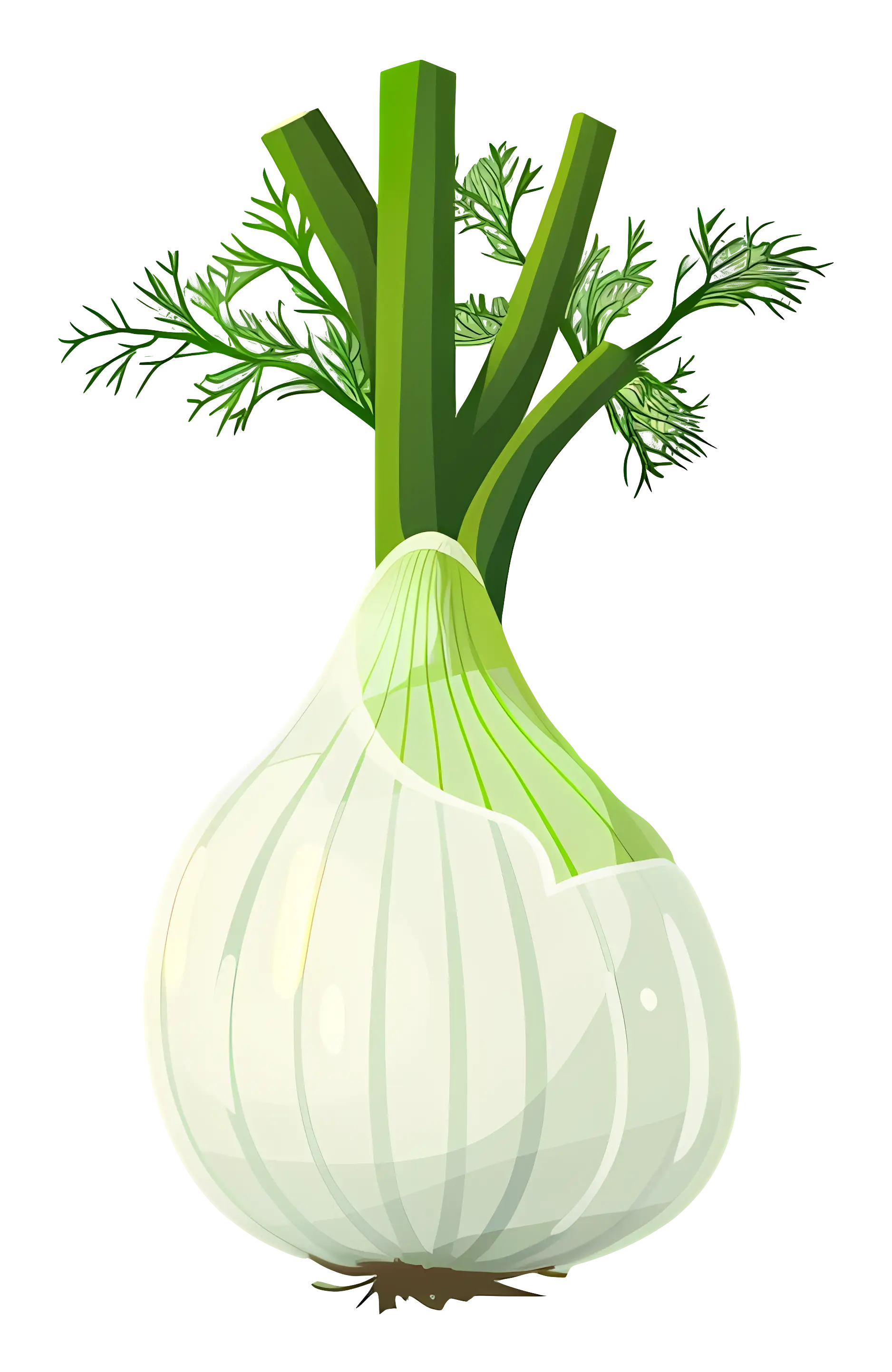 Fresh Fennel Vegetable Illustration