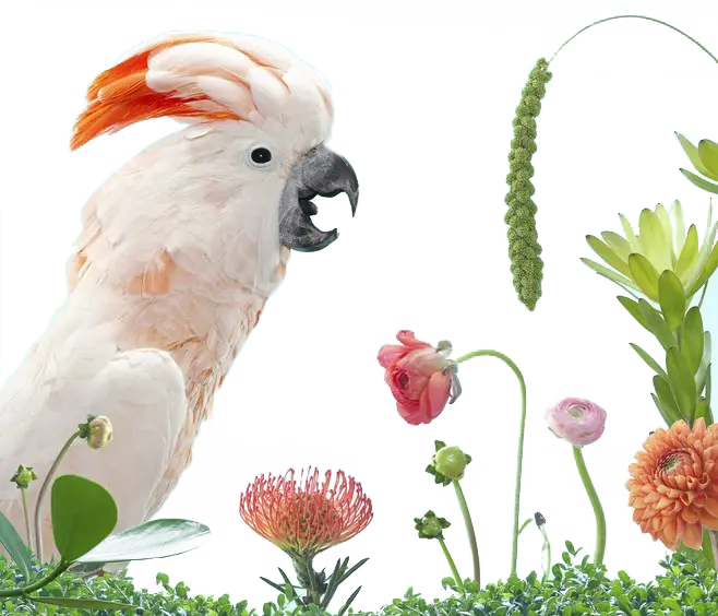 White Cockatoo Surrounded by Tropical Flowers