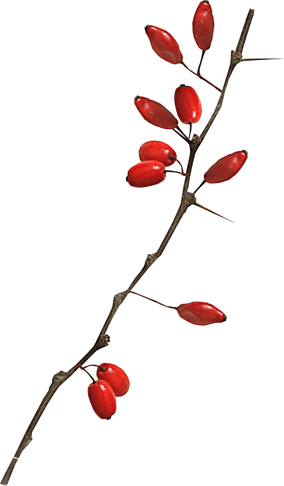 Red Berries on Branch