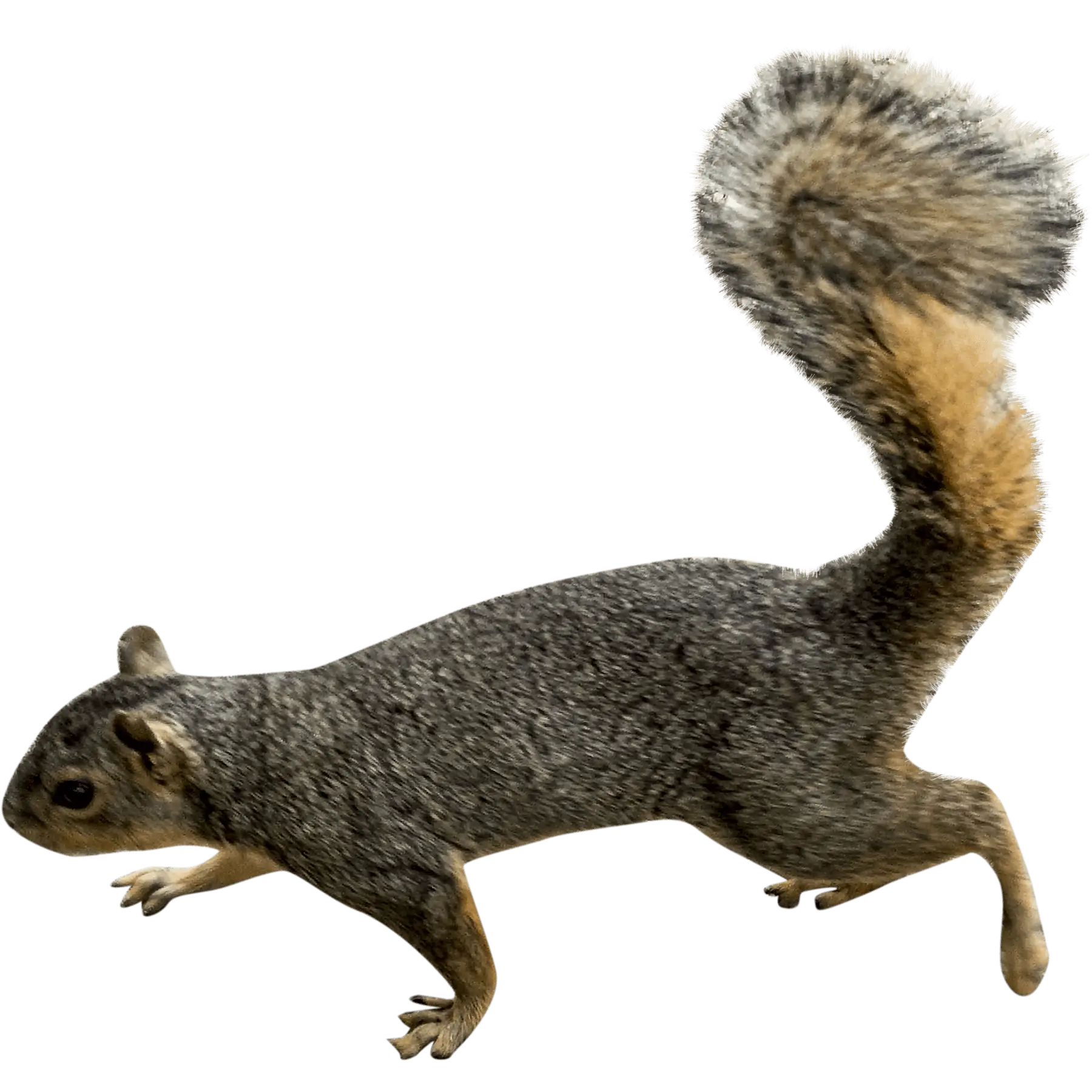 Running Squirrel with Bushy Tail