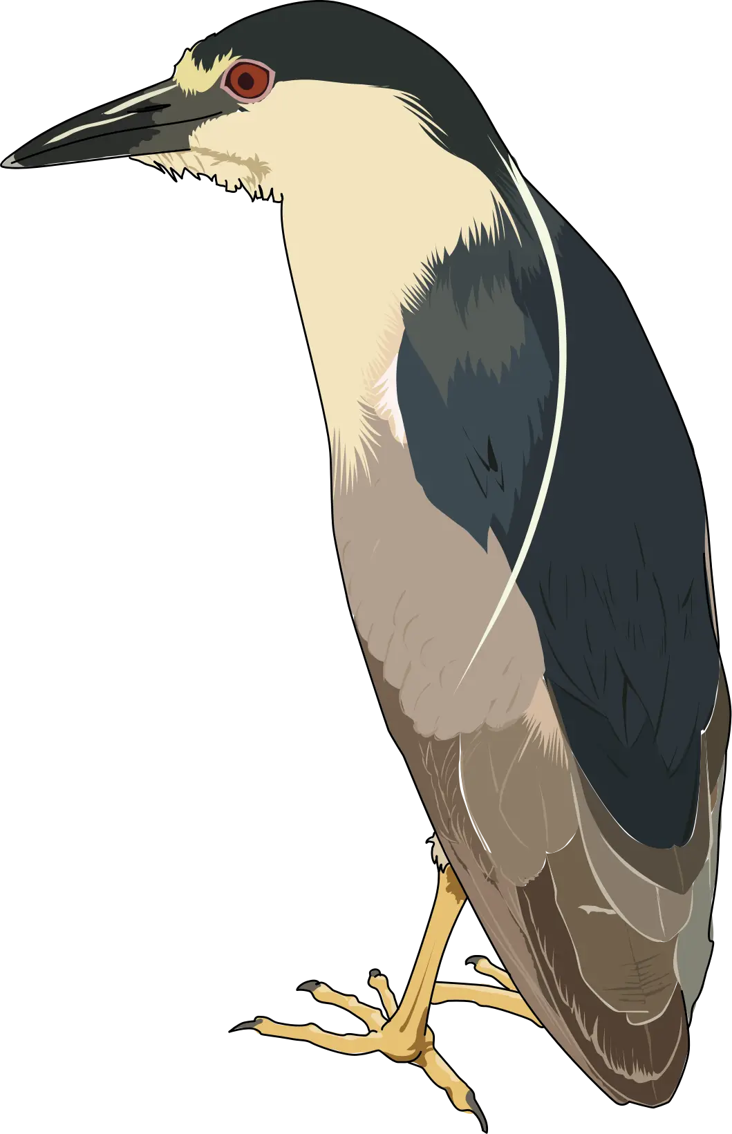 Heron Bird Illustration