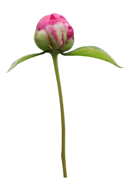 Pink Flower Bud on Stem Illustration