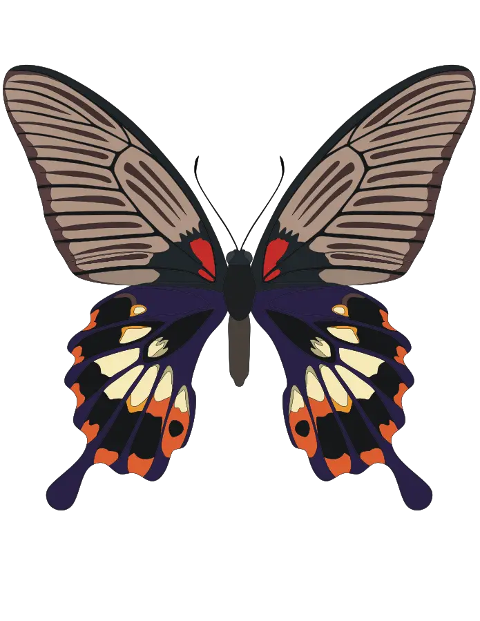 Colorful Butterfly with Intricate Wings