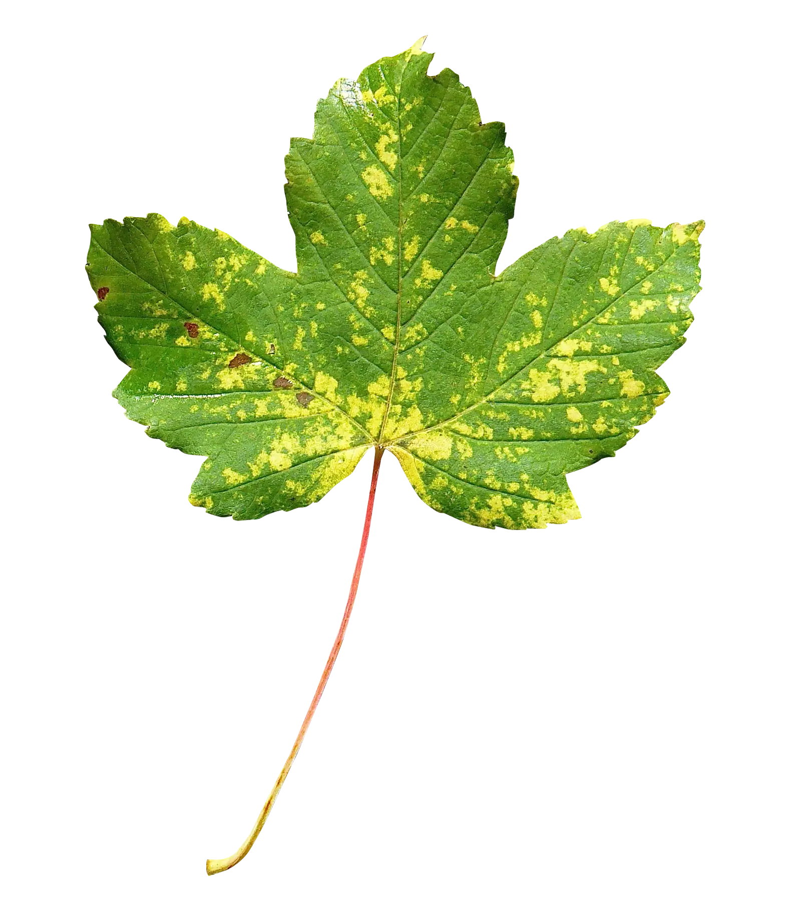 Green Maple Leaf with Yellow Accents