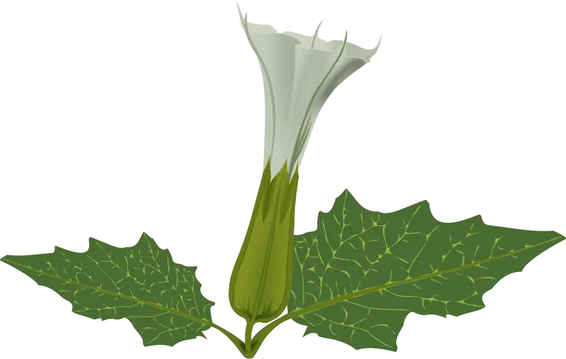 White Flower with Green Leaves Botanical Design